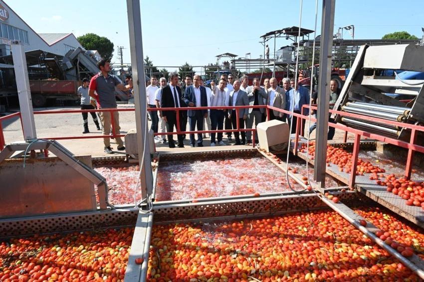 Tarlada domatesi kalan çiftçiye Bakanlıktan destek! Salça üreticisine destek verilecek