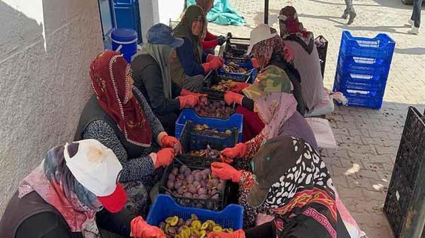 'Ekolojik tarım' yapılan köyde yetişen erikler kurutularak Avrupa pazarına ihraç ediliyor