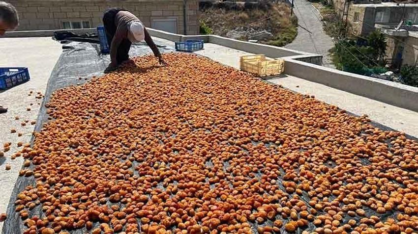 'Ekolojik tarım' yapılan köyde yetişen erikler kurutularak Avrupa pazarına ihraç ediliyor