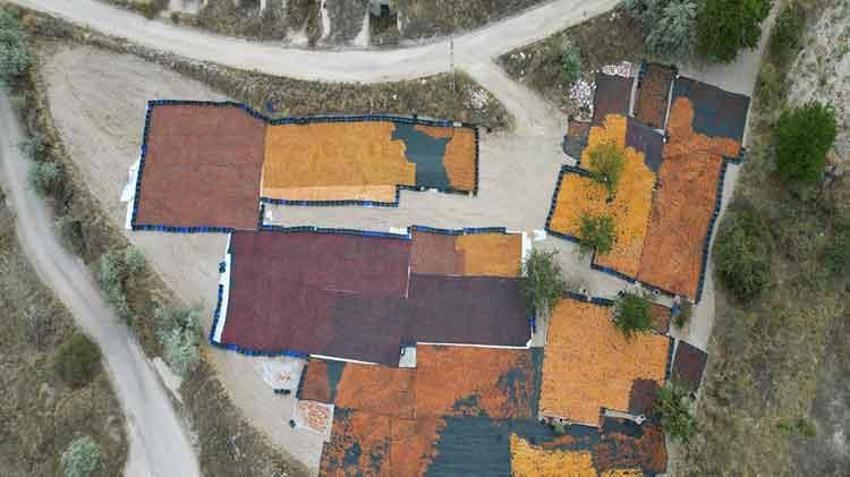 'Ekolojik tarım' yapılan köyde yetişen erikler kurutularak Avrupa pazarına ihraç ediliyor