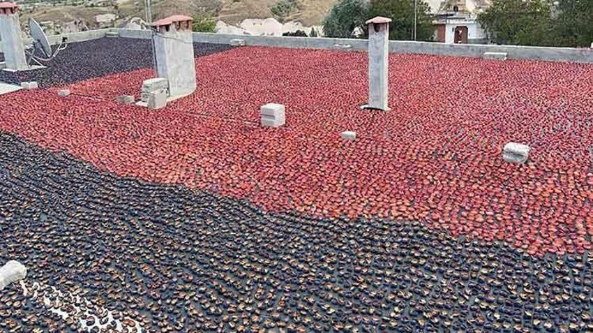 'Ekolojik tarım' yapılan köyde yetişen erikler kurutularak Avrupa pazarına ihraç ediliyor