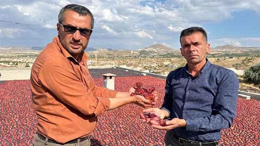 'Ekolojik tarım' yapılan köyde yetişen erikler kurutularak Avrupa pazarına ihraç ediliyor