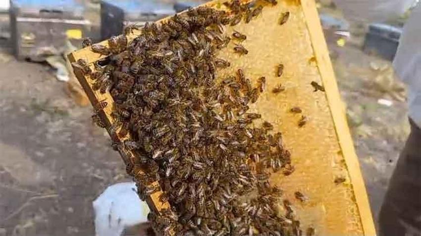 Ordulu gezgin arıcı: Vatandaşa bal yerine zehir satıyorlar