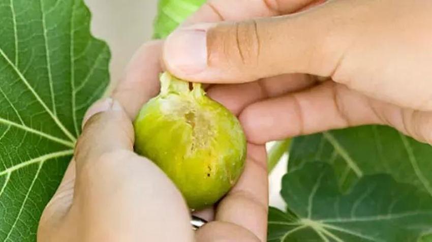 Kabuğu soymadan tüketince şifasını alırsın! Rengine dikkat: Faydası böyle çözülüyor