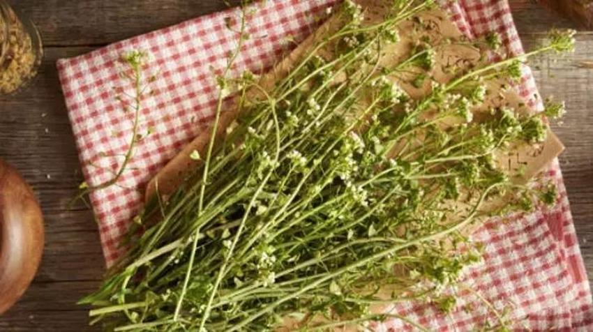 Aç karnına içilenlerin en faydalısı: Basura çare olur, tansiyona şifa! İbrahim Saraçoğlu önerdi