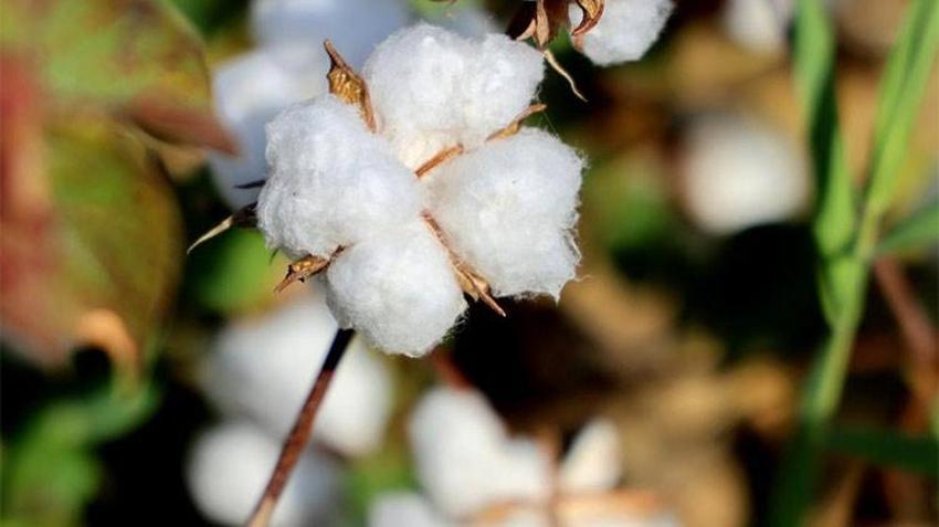 Adana’da beyaz altın’da hasat mevsimi! Su sıkıntısı rekolteyi düşürdü, Türkiye’nin ihtiyacı olan pamuğun üçte biri karşılanacak hale geldi