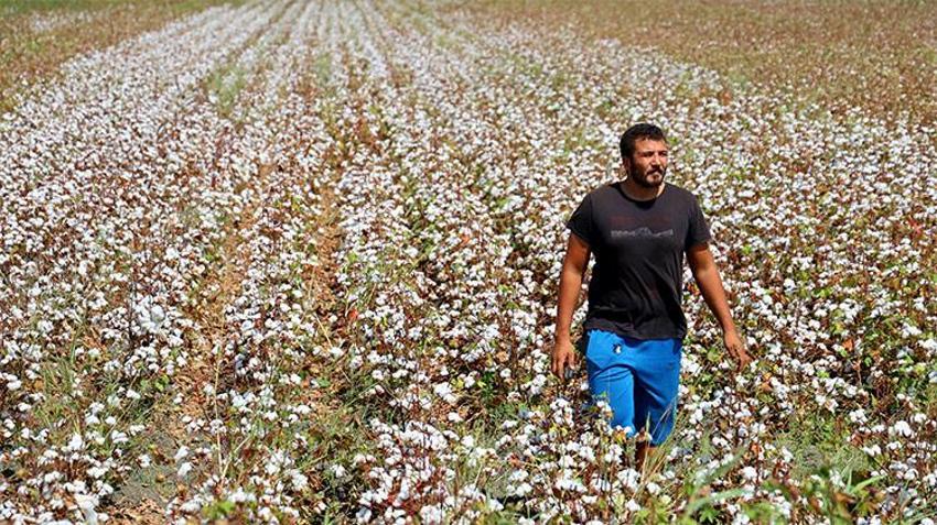 Adana’da beyaz altın’da hasat mevsimi! Su sıkıntısı rekolteyi düşürdü, Türkiye’nin ihtiyacı olan pamuğun üçte biri karşılanacak hale geldi