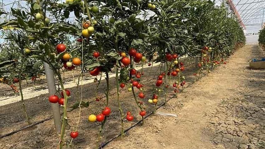 Hollandalı gurbetçi Yozgat'ta KOP desteğiyle sera kurarak istihdama katkı sağlıyor