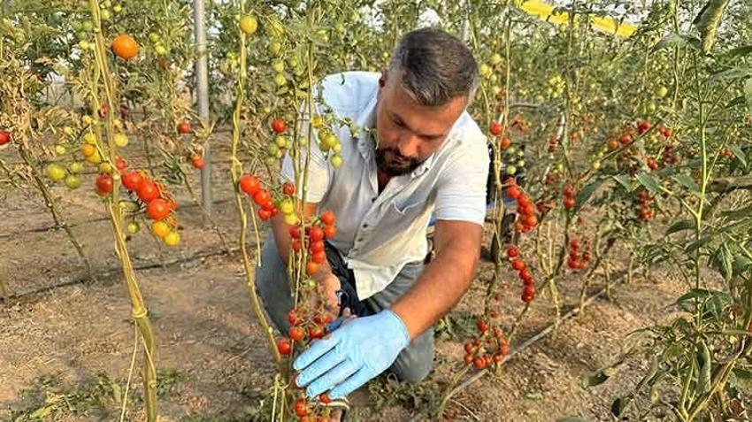 Hollandalı gurbetçi Yozgat'ta KOP desteğiyle sera kurarak istihdama katkı sağlıyor