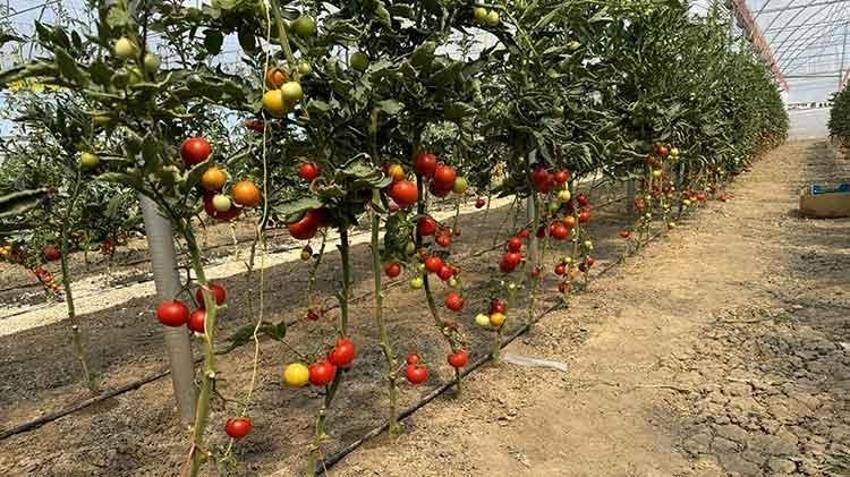 Hollandalı gurbetçi Yozgat'ta KOP desteğiyle sera kurarak istihdama katkı sağlıyor