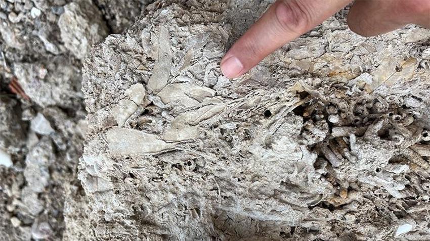 Bilim insanları Kayseri'de! Araştırma başladı, Kızılırmak kenarında rastlandı