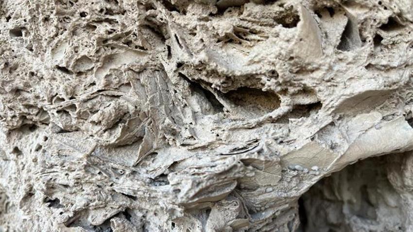 Bilim insanları Kayseri'de! Araştırma başladı, Kızılırmak kenarında rastlandı
