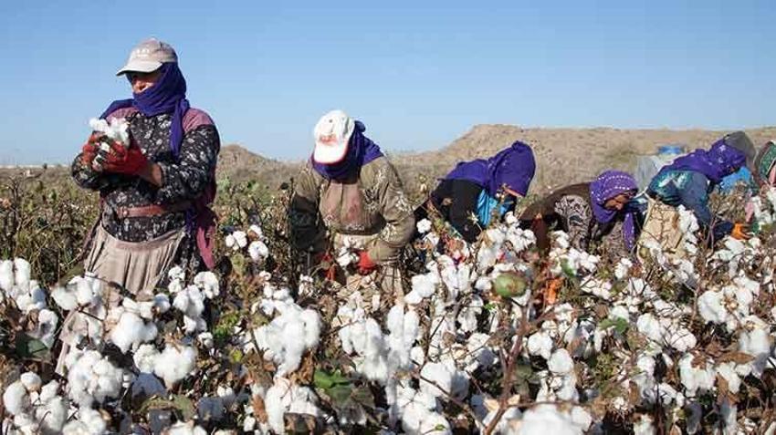 Adana’da beyaz altın’da hasat mevsimi! Su sıkıntısı rekolteyi düşürdü, Türkiye’nin ihtiyacı olan pamuğun üçte biri karşılanacak hale geldi