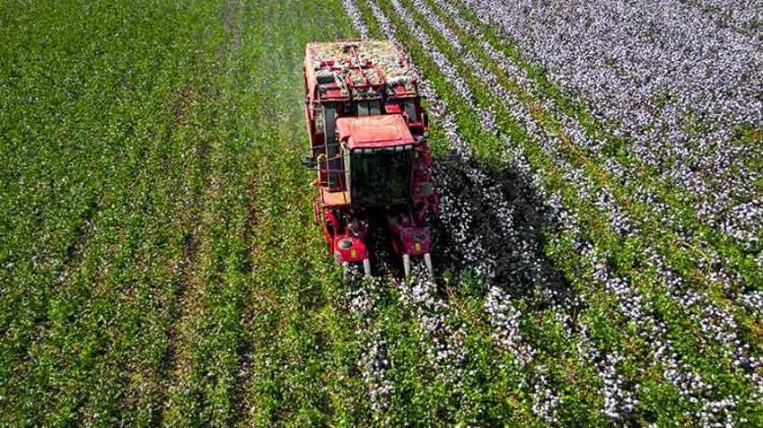 Adana’da beyaz altın’da hasat mevsimi! Su sıkıntısı rekolteyi düşürdü, Türkiye’nin ihtiyacı olan pamuğun üçte biri karşılanacak hale geldi