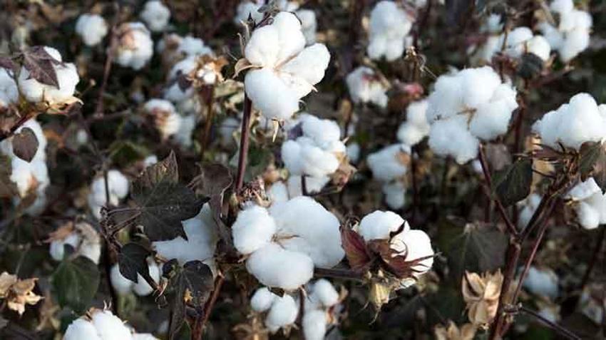 Adana’da beyaz altın’da hasat mevsimi! Su sıkıntısı rekolteyi düşürdü, Türkiye’nin ihtiyacı olan pamuğun üçte biri karşılanacak hale geldi