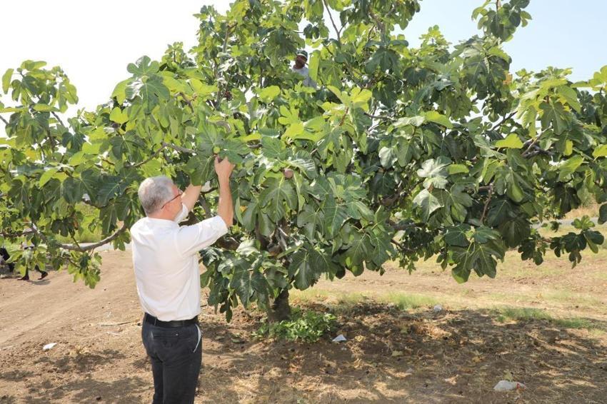 Bursalı çiftçilere müjde! Avrupa Birliği onayladı, artık dünya tanıyacak