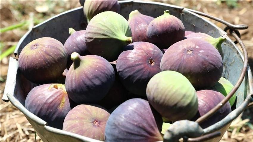 Bursalı çiftçilere müjde! Avrupa Birliği onayladı, artık dünya tanıyacak