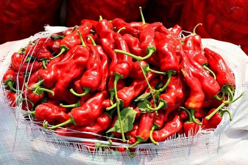 Adana'da salça sezonu başladı, damlar kızardı! Kilo fiyatı 15 liradan satılıyor