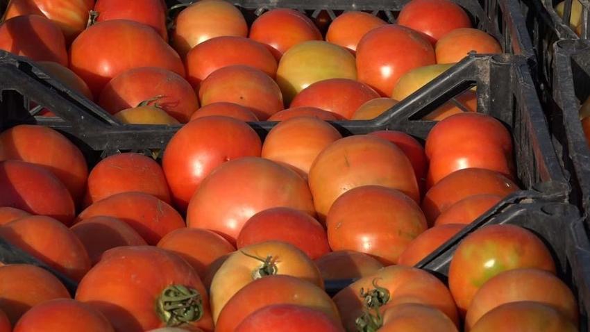 Van'da yıllardır ata tohumuyla üretim yapıyor! Kilogramını 10 liradan herkese satıyor
