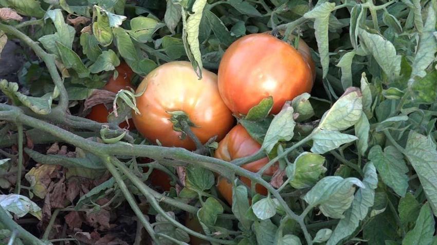 Van'da yıllardır ata tohumuyla üretim yapıyor! Kilogramını 10 liradan herkese satıyor
