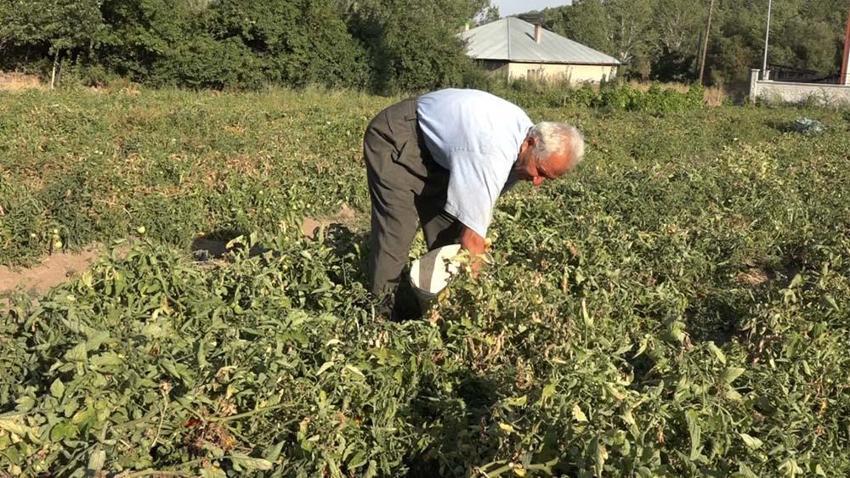 Van'da yıllardır ata tohumuyla üretim yapıyor! Kilogramını 10 liradan herkese satıyor
