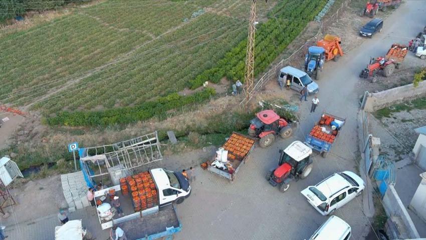 Van'da yıllardır ata tohumuyla üretim yapıyor! Kilogramını 10 liradan herkese satıyor
