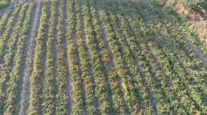Van'da yıllardır ata tohumuyla üretim yapıyor! Kilogramını 10 liradan herkese satıyor
