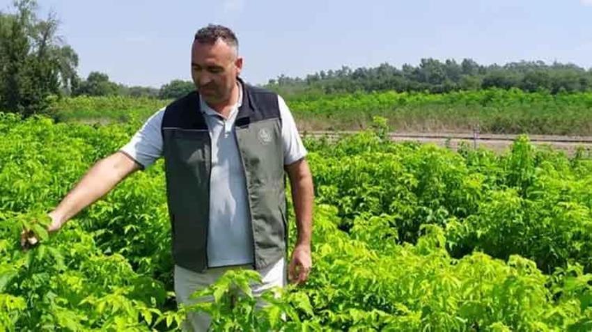 Tropikal bölgeden yetiştirilen sabun ağaçları Adana'da meyve vermeye başladı: Ekonomiye kazandırılacak, gelir getirici ürün kapsamına alındı