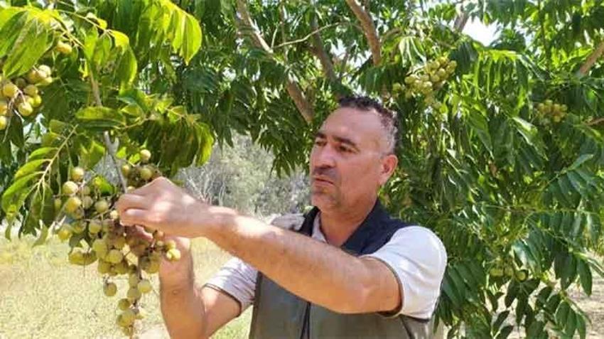 Tropikal bölgeden yetiştirilen sabun ağaçları Adana'da meyve vermeye başladı: Ekonomiye kazandırılacak, gelir getirici ürün kapsamına alındı