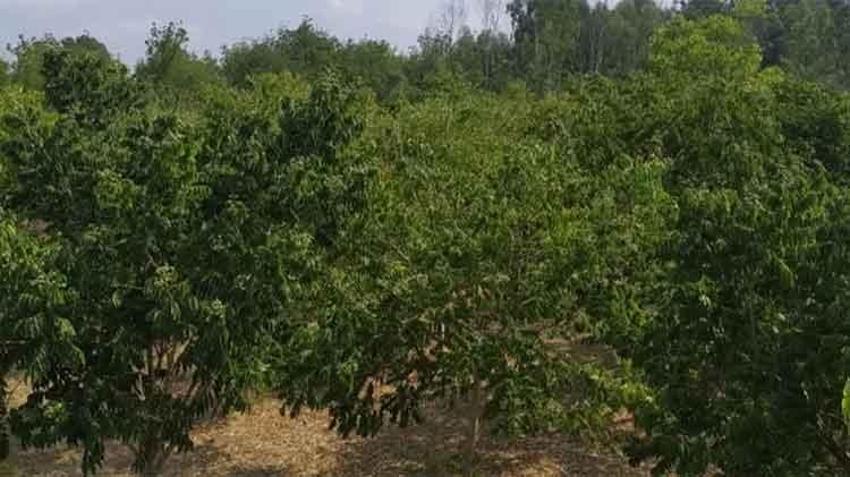 Tropikal bölgeden yetiştirilen sabun ağaçları Adana'da meyve vermeye başladı: Ekonomiye kazandırılacak, gelir getirici ürün kapsamına alındı