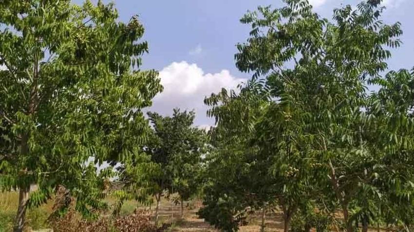Tropikal bölgeden yetiştirilen sabun ağaçları Adana'da meyve vermeye başladı: Ekonomiye kazandırılacak, gelir getirici ürün kapsamına alındı
