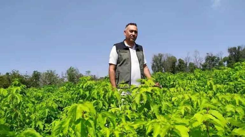 Tropikal bölgeden yetiştirilen sabun ağaçları Adana'da meyve vermeye başladı: Ekonomiye kazandırılacak, gelir getirici ürün kapsamına alındı
