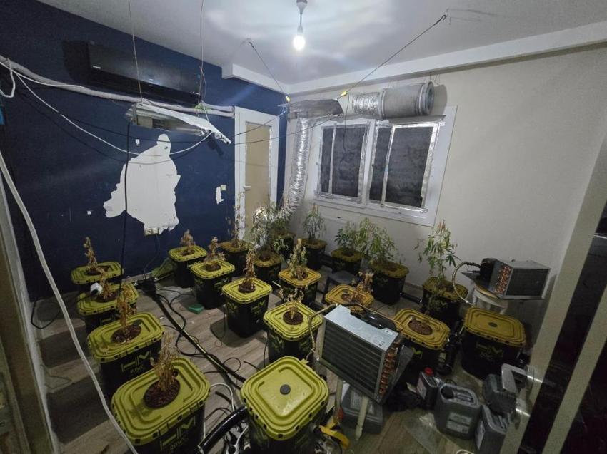 Apartmana sera kurmuşlar: 50 kök Hint keneviri ele geçirildi