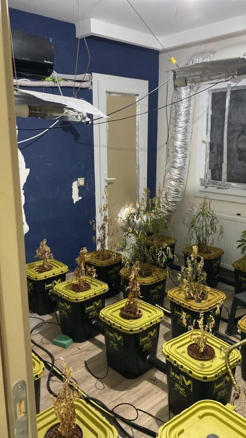Apartmana sera kurmuşlar: 50 kök Hint keneviri ele geçirildi