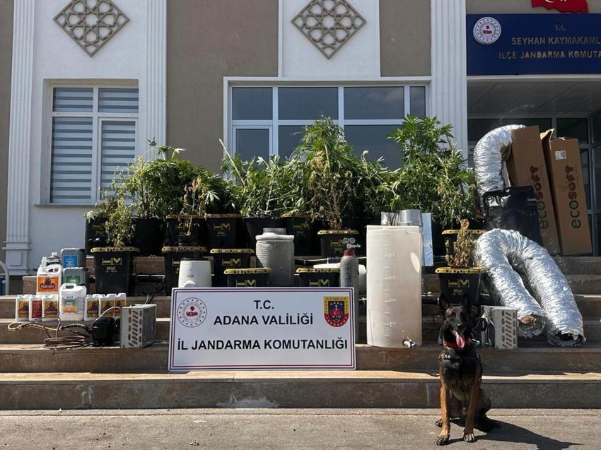 Apartmana sera kurmuşlar: 50 kök Hint keneviri ele geçirildi