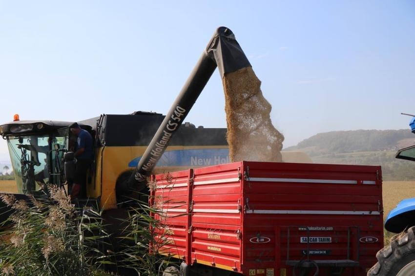 Samsun'da alarm verildi! Çiftçilerin zararı büyük, 300 milyon TL'lik tuzak