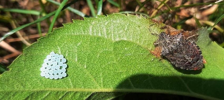 Samsun'da alarm verildi! Çiftçilerin zararı büyük, 300 milyon TL'lik tuzak