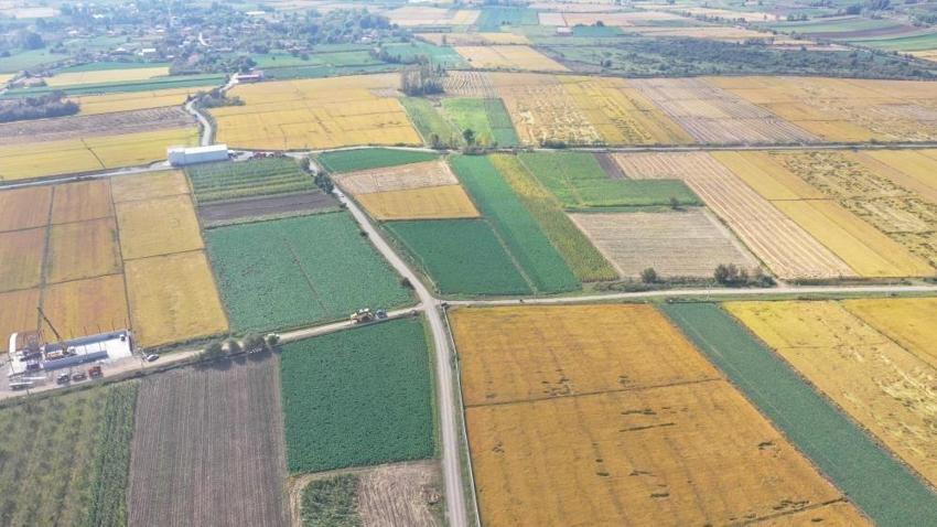 Samsun'da alarm verildi! Çiftçilerin zararı büyük, 300 milyon TL'lik tuzak