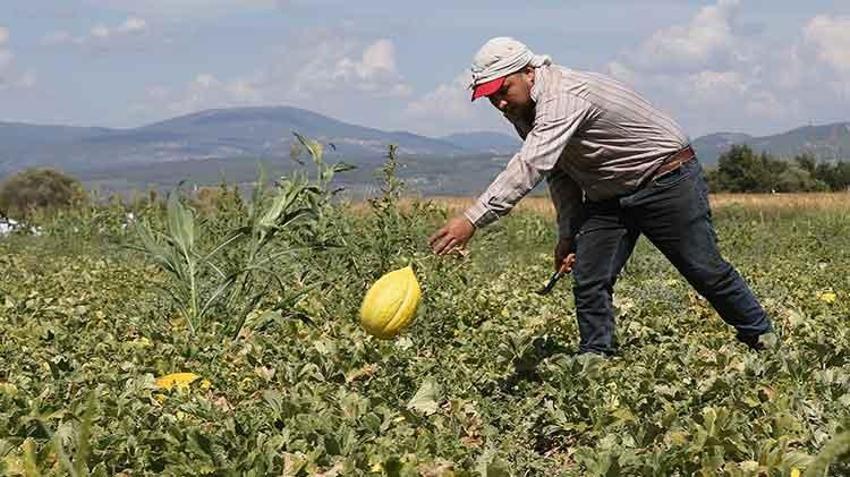 Manisa'nın coğrafi işaretli Kırkağaç kavunu kış sofraları için hazırlanıyor