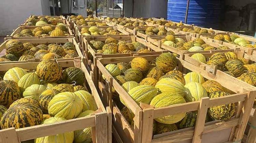 Manisa'nın coğrafi işaretli Kırkağaç kavunu kış sofraları için hazırlanıyor