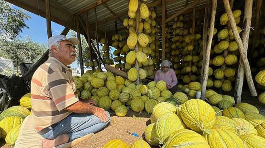 Manisa'nın coğrafi işaretli Kırkağaç kavunu kış sofraları için hazırlanıyor