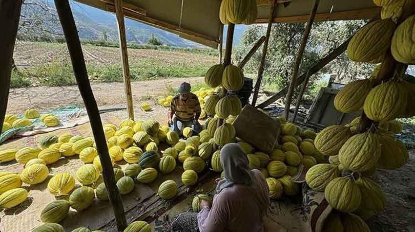 Manisa'nın coğrafi işaretli Kırkağaç kavunu kış sofraları için hazırlanıyor