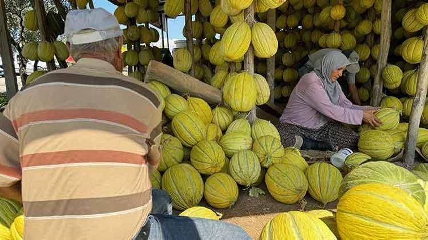 Manisa'nın coğrafi işaretli Kırkağaç kavunu kış sofraları için hazırlanıyor