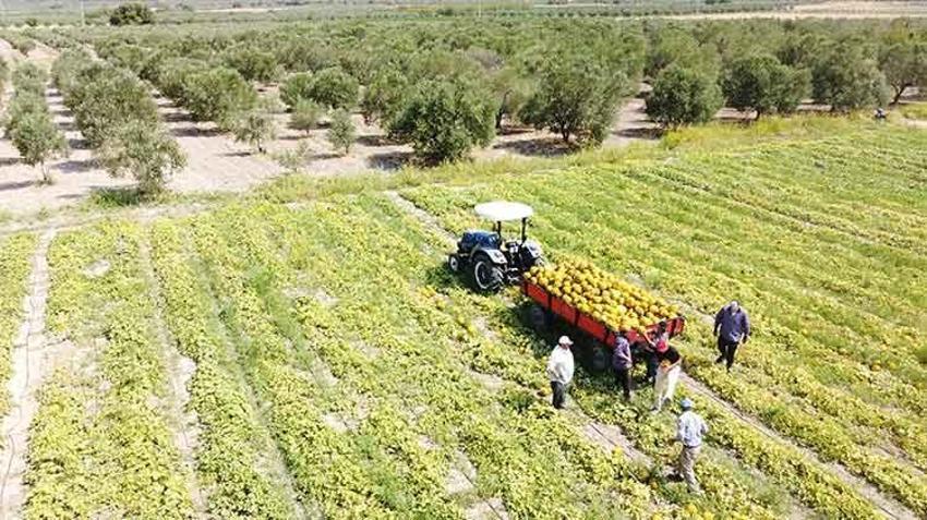 Manisa'nın coğrafi işaretli Kırkağaç kavunu kış sofraları için hazırlanıyor