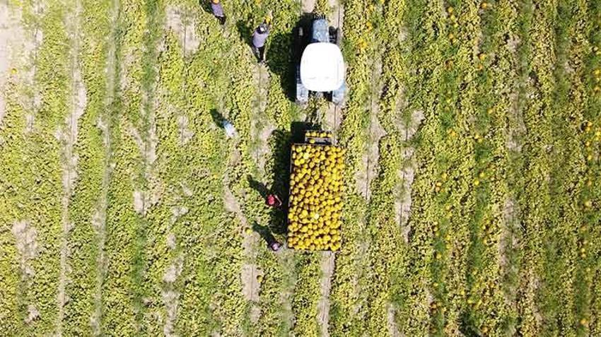 Manisa'nın coğrafi işaretli Kırkağaç kavunu kış sofraları için hazırlanıyor