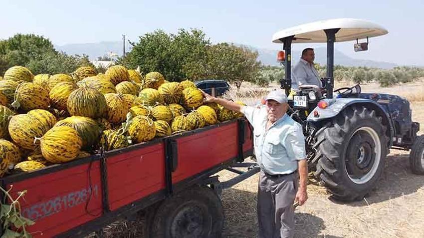 Manisa'nın coğrafi işaretli Kırkağaç kavunu kış sofraları için hazırlanıyor