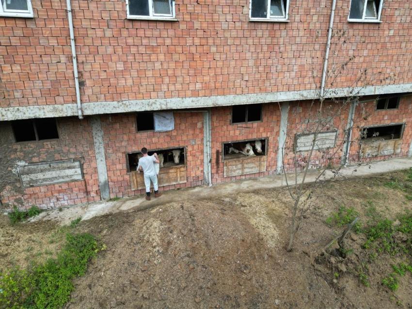 En yakın komşuları hayvanları oldu! Karadenizli çiftçi ineklerine inşa ettiği apartmanda bakıyor