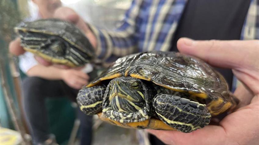Müşterilerinin bakamadığı kaplumbağaları sahiplendi: 15 yıldır 18 kaplumbağaya gözü gibi bakıyor