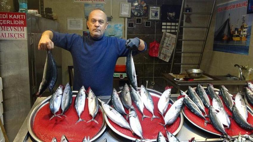 Trabzon'da palamutun avı azalıp avlanan palamutlar da irileştikçe fiyatı da arttı