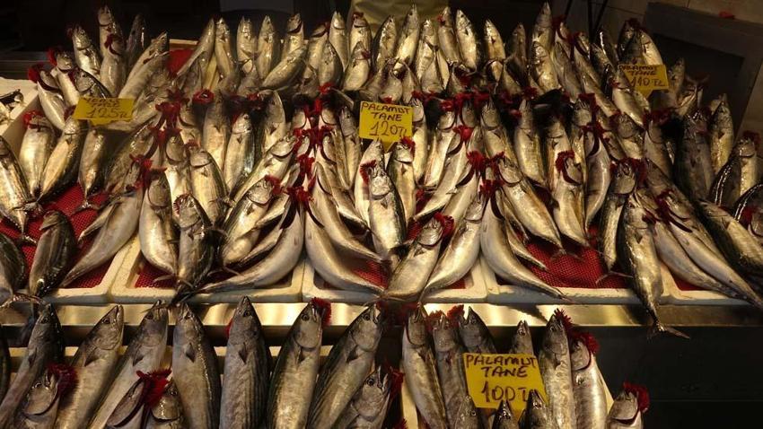 Trabzon'da palamutun avı azalıp avlanan palamutlar da irileştikçe fiyatı da arttı